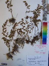 Adiantum capillus-veneris image