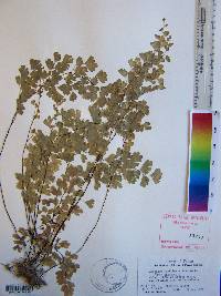 Adiantum capillus-veneris image