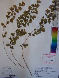 Adiantum capillus-veneris image