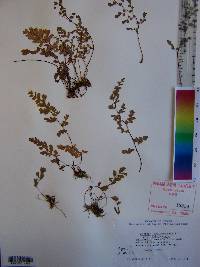 Adiantum capillus-veneris image