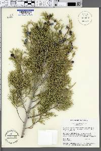 Juniperus scopulorum image