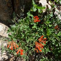 Bouvardia ternifolia image