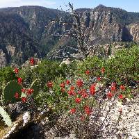 Castilleja linariifolia image