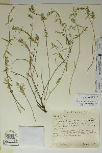 Image of Euphorbia angusta