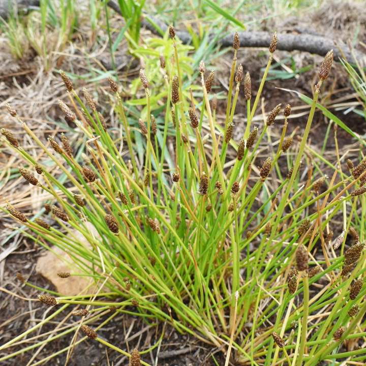 Eleocharis engelmannii image