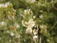 Lepidium fremontii image