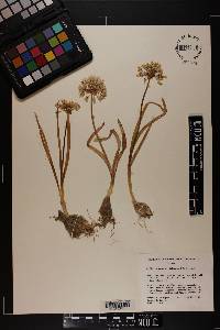 Image of Allium passeyi