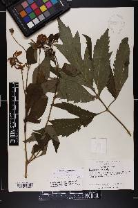 Rudbeckia laciniata var. bipinnata image