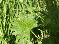 Sidalcea neomexicana subsp. neomexicana image