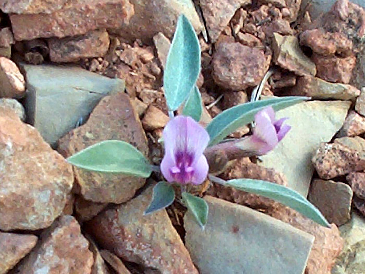 Astragalus musiniensis image