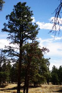 Pinus ponderosa image