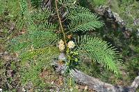 Leucaena involucrata image