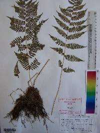 Athyrium filix-femina var. asplenioides image