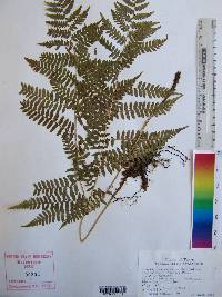 Athyrium filix-femina subsp. asplenioides image