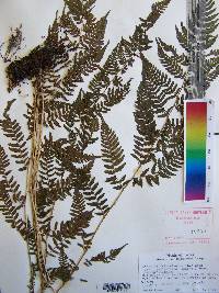 Athyrium filix-femina var. asplenioides image