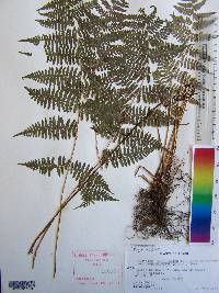Athyrium filix-femina var. asplenioides image