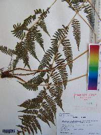 Athyrium filix-femina var. asplenioides image