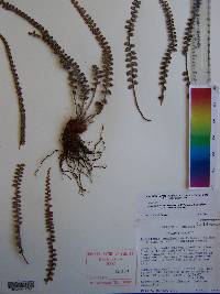 Astrolepis cochisensis subsp. arizonica image