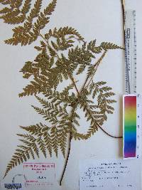 Anemia adiantifolia image