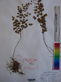 Adiantum capillus-veneris image