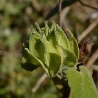 Abutilon abutiloides image