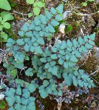 Image of Argyrochosma jonesii