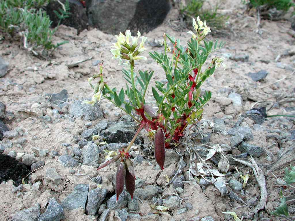 Astragalus iselyi image