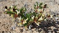 Astragalus sabulosus image