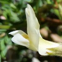Astragalus sabulosus image