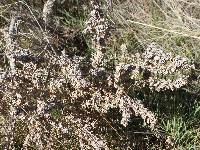 Atriplex canescens var. canescens image