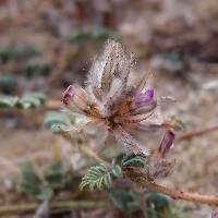 Dalea mollis image