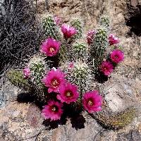 Image of Echinocereus llanuraensis