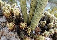 Echinocereus nicholii image