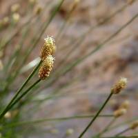 Eleocharis geniculata image