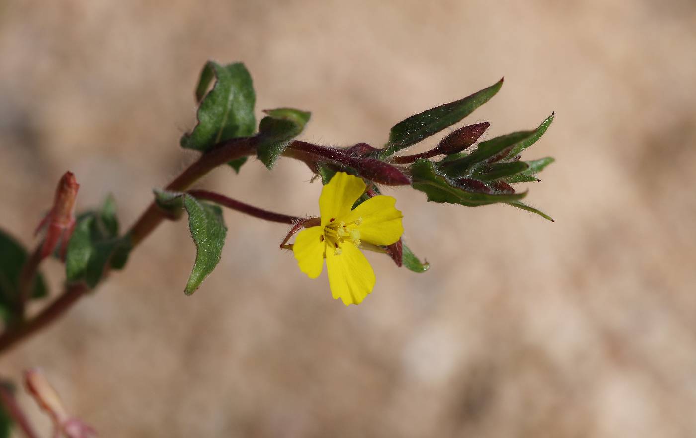 Camissonia micrantha image