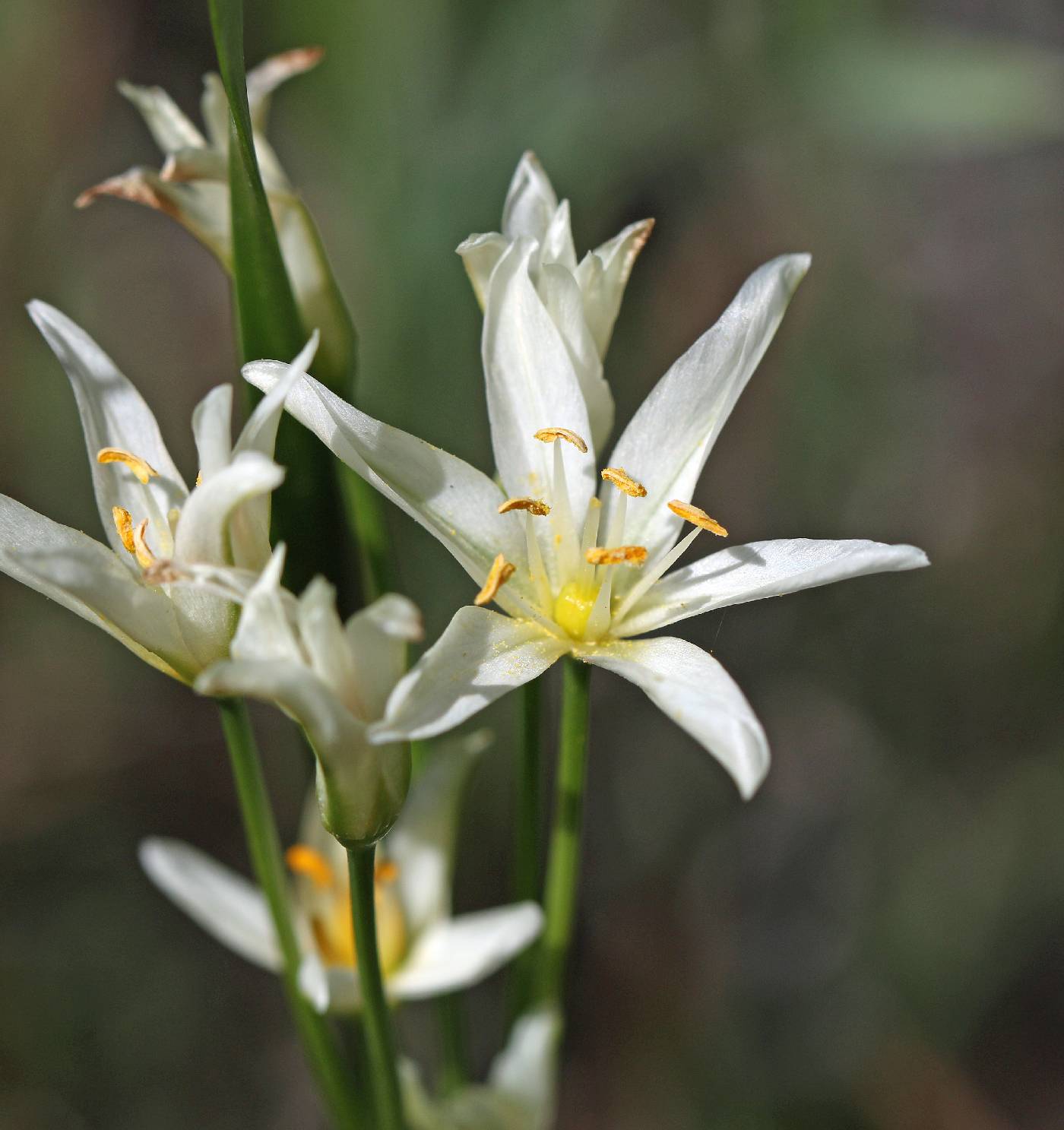 Nothoscordum bivalve image