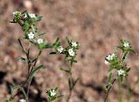 Eremocarya micrantha image