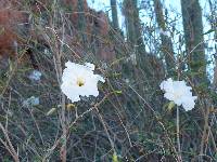 Ipomoea seaania image