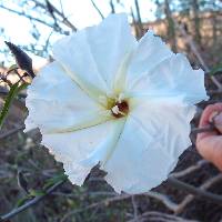 Ipomoea seaania image