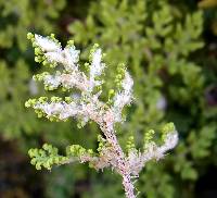 Myriopteris pringlei subsp. pringlei image