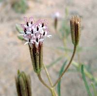 Palafoxia arida image