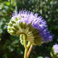 Image of Phacelia pedicellata