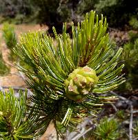 Pinus cembroides image