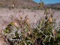 Pleurocoronis laphamioides image