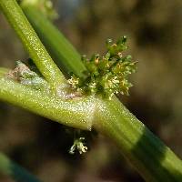 Rumex inconspicuus image