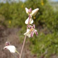 Streptanthus carinatus image