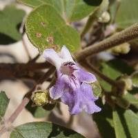 Vitex mollis image