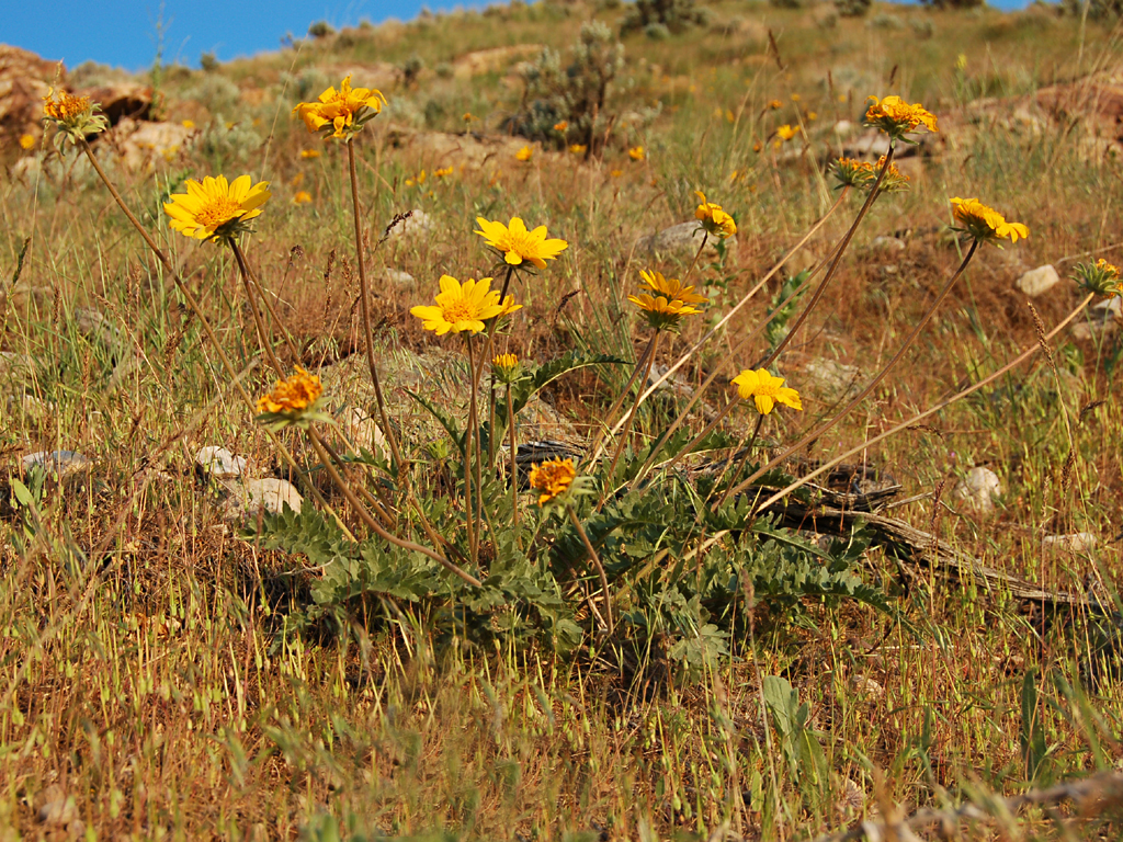 Balsamorhiza hookeri image