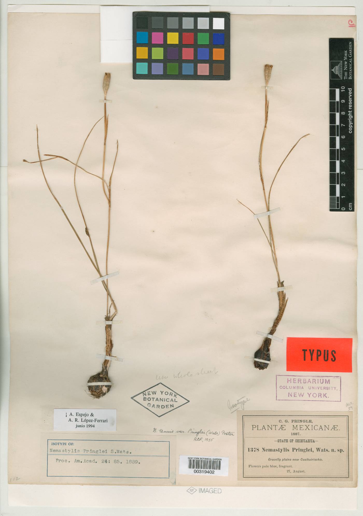 Nemastylis tenuis subsp. pringlei image