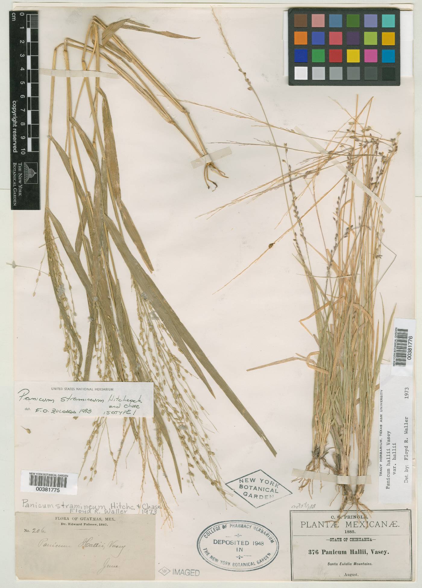 Panicum hirticaule var. stramineum image